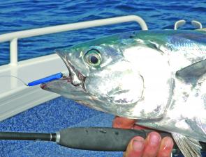 Mack tuna on metal is a common theme in the Rainbow Channel.